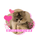 庶民的猫つなちゃんスタンプ（個別スタンプ：8）