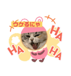 庶民的猫つなちゃんスタンプ（個別スタンプ：11）