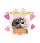 庶民的猫つなちゃんスタンプ（個別スタンプ：12）