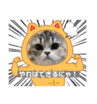 庶民的猫つなちゃんスタンプ（個別スタンプ：13）