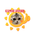 庶民的猫つなちゃんスタンプ（個別スタンプ：16）