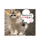 庶民的猫つなちゃんスタンプ（個別スタンプ：21）