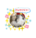 庶民的猫つなちゃんスタンプ（個別スタンプ：22）
