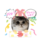 庶民的猫つなちゃんスタンプ（個別スタンプ：23）