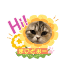 庶民的猫つなちゃんスタンプ（個別スタンプ：25）