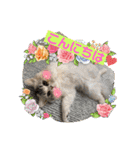 庶民的猫つなちゃんスタンプ（個別スタンプ：27）