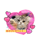 庶民的猫つなちゃんスタンプ（個別スタンプ：28）