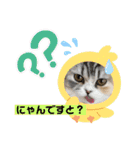 庶民的猫つなちゃんスタンプ（個別スタンプ：31）