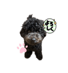 黒トイプーの雷蔵2（個別スタンプ：8）