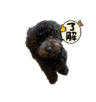 黒トイプーの雷蔵2（個別スタンプ：11）