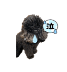 黒トイプーの雷蔵2（個別スタンプ：13）