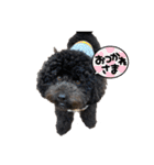 黒トイプーの雷蔵2（個別スタンプ：15）