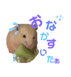 キンクマのVIVI（個別スタンプ：3）