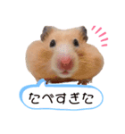 キンクマのVIVI（個別スタンプ：5）