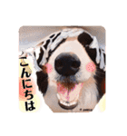ボーダーコリー時々スコッチ。（個別スタンプ：2）