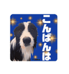 ボーダーコリー時々スコッチ。（個別スタンプ：3）