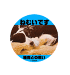 ボーダーコリー時々スコッチ。（個別スタンプ：5）