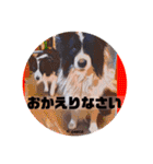 ボーダーコリー時々スコッチ。（個別スタンプ：10）