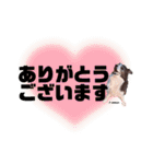 ボーダーコリー時々スコッチ。（個別スタンプ：17）