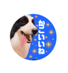 ボーダーコリー時々スコッチ。（個別スタンプ：23）