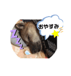 柴犬 びぃちゃん の日常あいさつ（個別スタンプ：5）