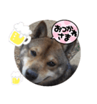 柴犬 びぃちゃん の日常あいさつ（個別スタンプ：10）