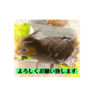 オカメインコでこんにちは（個別スタンプ：1）
