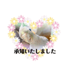 オカメインコでこんにちは（個別スタンプ：2）