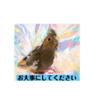 オカメインコでこんにちは（個別スタンプ：3）