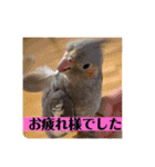 オカメインコでこんにちは（個別スタンプ：4）