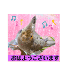 オカメインコでこんにちは（個別スタンプ：5）