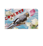 オカメインコでこんにちは（個別スタンプ：7）