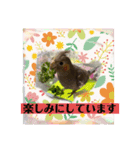 オカメインコでこんにちは（個別スタンプ：8）