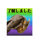 オカメインコでこんにちは（個別スタンプ：9）