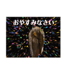 オカメインコでこんにちは（個別スタンプ：10）