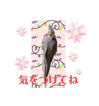 オカメインコでこんにちは（個別スタンプ：11）