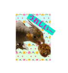 オカメインコでこんにちは（個別スタンプ：13）