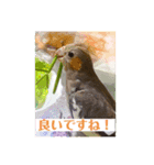 オカメインコでこんにちは（個別スタンプ：14）
