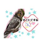 オカメインコでこんにちは（個別スタンプ：15）