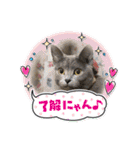 ウィンキーとパシャペリ（個別スタンプ：8）