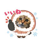 ウィンキーとパシャペリ（個別スタンプ：10）