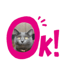 ウィンキーとパシャペリ（個別スタンプ：11）