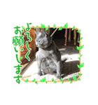 ウィンキーとパシャペリ（個別スタンプ：14）