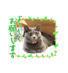 ウィンキーとパシャペリ（個別スタンプ：15）