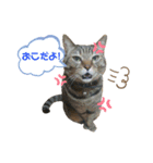 キジトラKOTA（個別スタンプ：3）