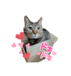 キジトラKOTA（個別スタンプ：4）