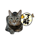 キジトラKOTA（個別スタンプ：5）
