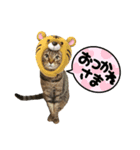 キジトラKOTA（個別スタンプ：6）