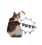 ラヴィ保護猫スタンプ（個別スタンプ：13）