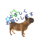 イケメン、フレンチブルドッグのリブ（個別スタンプ：11）